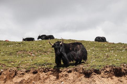 Green Slope Ink Shadow 3
