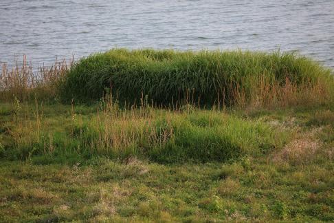 Green weeds by the water 1