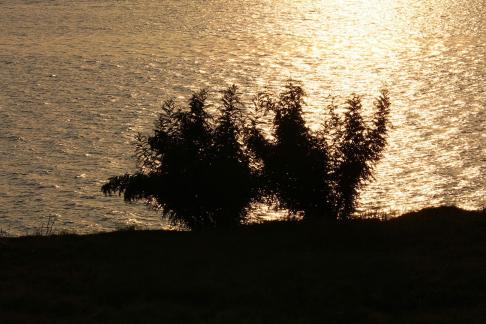 Green weeds by the water 2