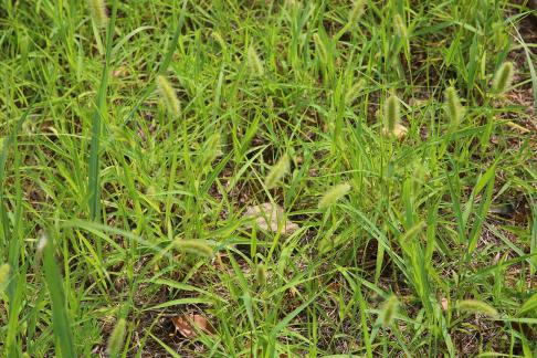 Wild Path Whispers 1