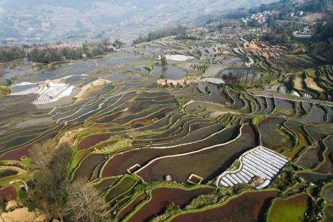 Terraced fields scenery 5