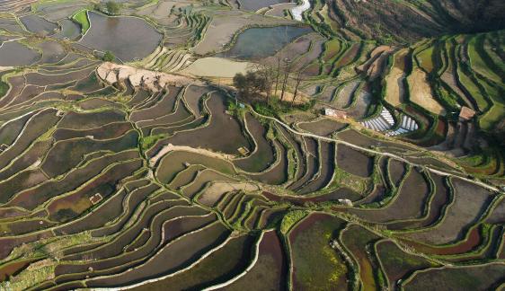 Terraced fields scenery 7