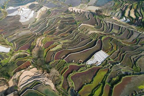 Terraced fields scenery 8