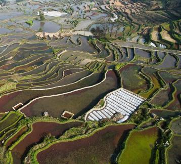 Terraced fields scenery 4