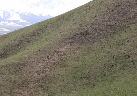 Green grass on the hillside 3