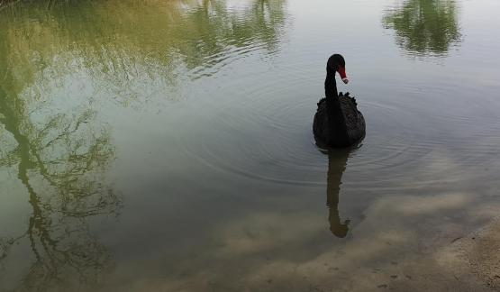 The Land of Black Swans 1