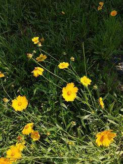 Brilliant mountain flowers 2