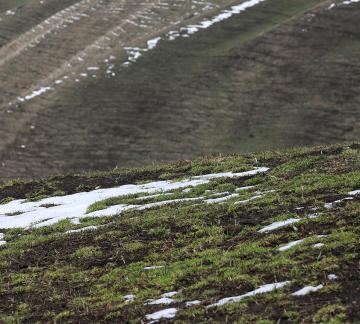 Snowline vegetation 2