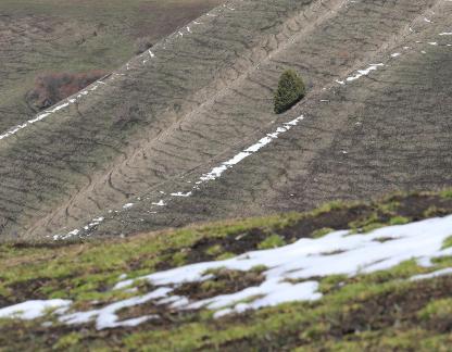 Snowline vegetation 3