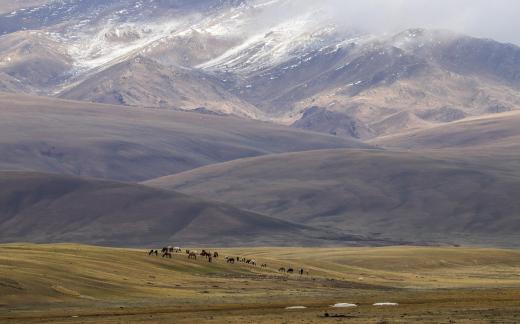 High mountain pasture 36