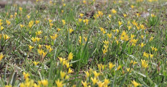 Cold Sky Yellow Flower 1