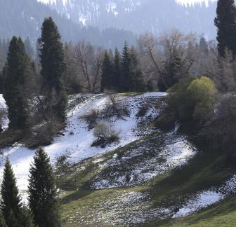 Cold Mountain Green Shadow 7