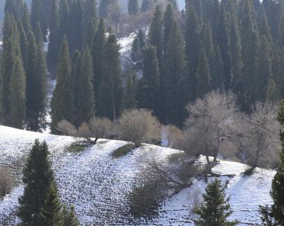 Cold Mountain Green Shadow 9