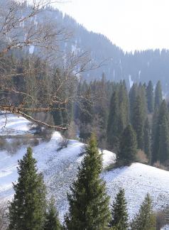 Cold Mountain Green Shadow 10