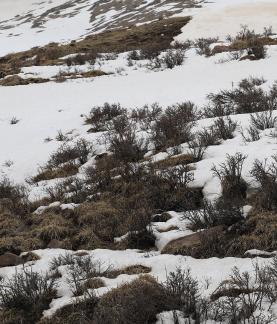 Empty field white painting 12