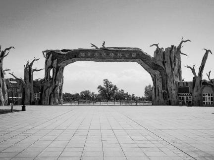 Populus euphratica Park 1