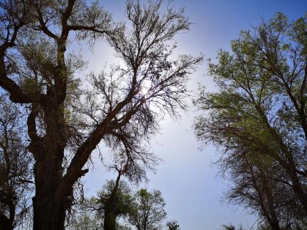 Desert Green Grass 1