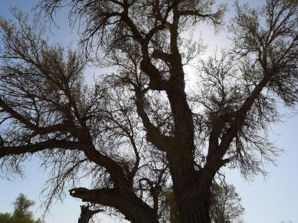 Desert Green Grass 2