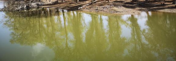 Desert Green Forest 13