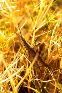 The yellow of autumn