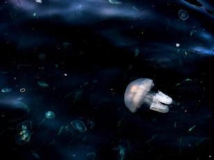 Jellyfish2024