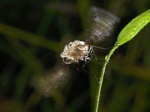 fastfly