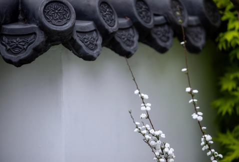 Flowers show(1)