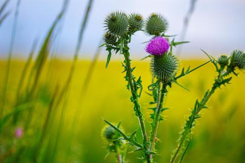Purple color flowers