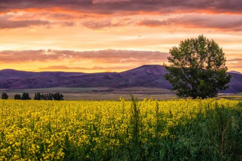 Yellow flowers and trees