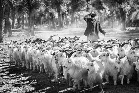 Hurry goats