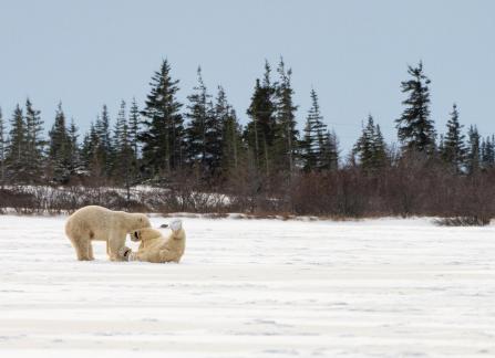 Artic games4