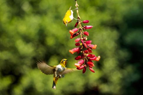 En Busca de Comida 1