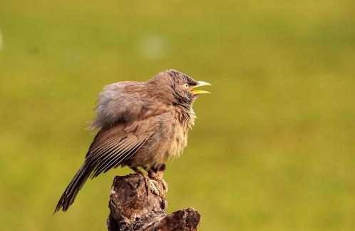 Jungle Babbler 1
