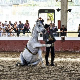 Nobleza del caballo