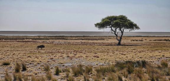 Wildebeest and tree