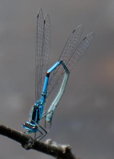 Common Blue Damselfly