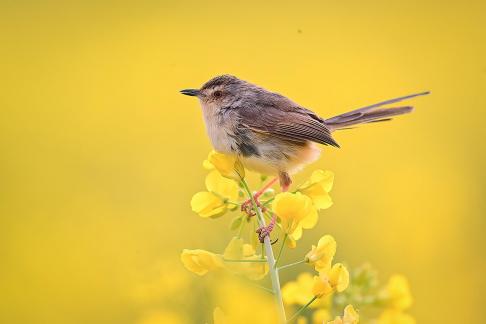 Birds in the Spring
