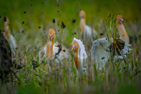 Cattle egret