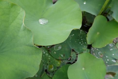 Dripping water droplets1