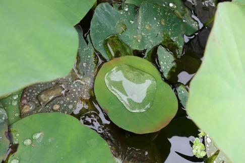 Dripping water droplets2
