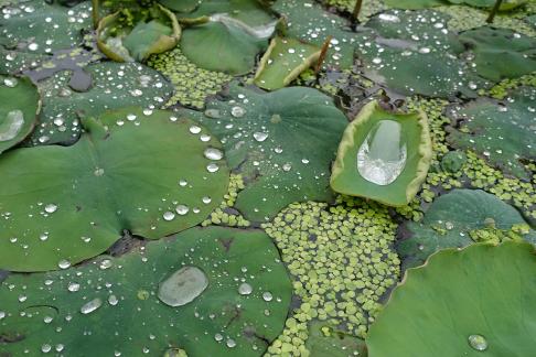 Dripping water droplets3