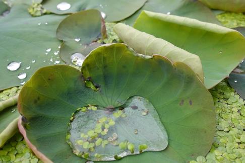 Dripping water droplets4