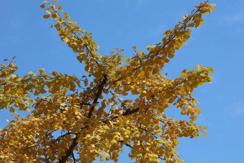 ginkgo 2
