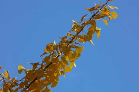 ginkgo 4