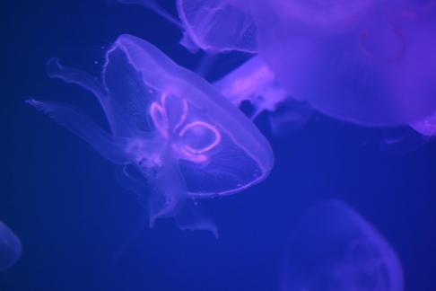 jellyfish 37