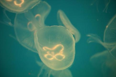jellyfish 38