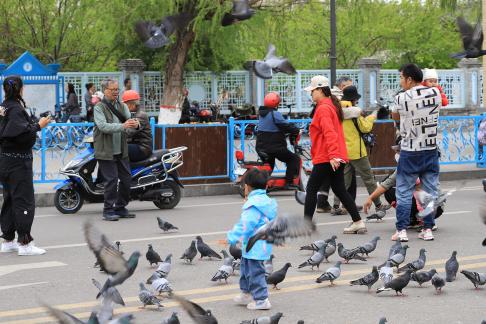 Feed the Peace Dove 4