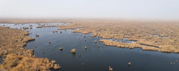 The vast expanse of reed marshes 2