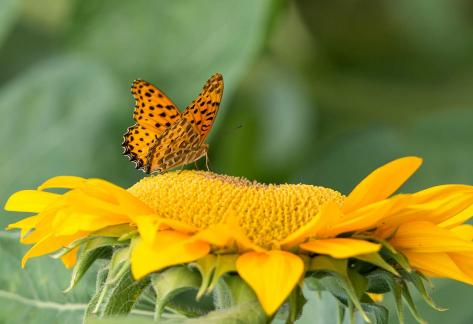 Butterfly on Flowers