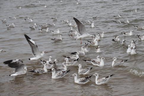 Gull Dance 20